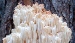 Adaptogenic Mushroom Lion’s Mane Woman drinking CBD water after doing yoga
